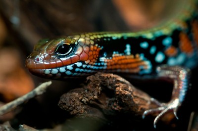 Reptielenzoo lguana - overdekt reptielenzoo