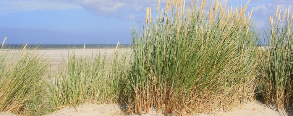 Natuur Strand in Zeeland