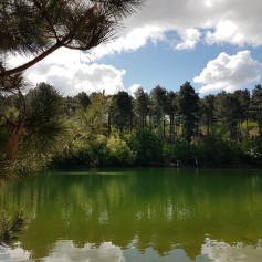 Westenschouwen- bos.jpg
