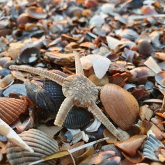 Brouwersdam-strand-zeester