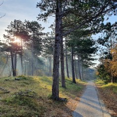 Westenschouwen-bos-wandelroute